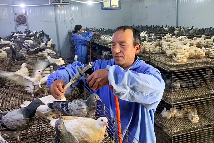 新疆：中交助力英吉沙县打造首个百万元村集体经济示范村2.jpg